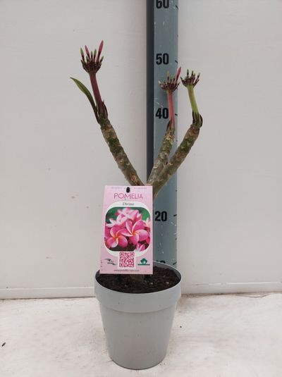 Plumeria rubra