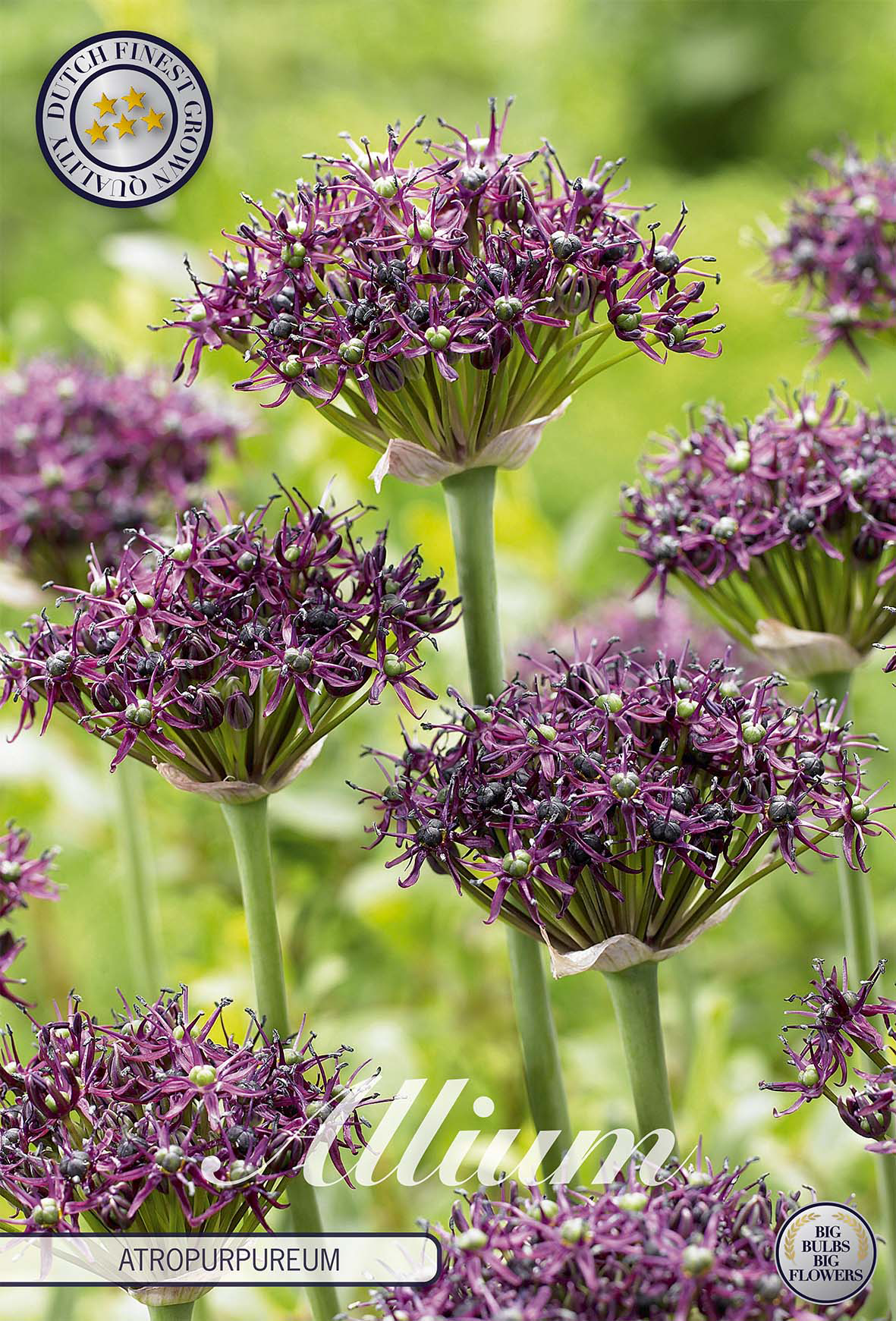 Allium atropurpureum