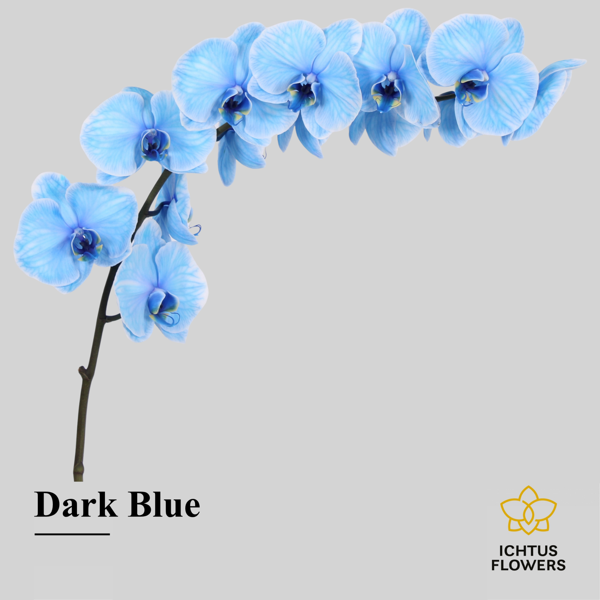 Phal Painted Excl. Dark Blue Tak 9+