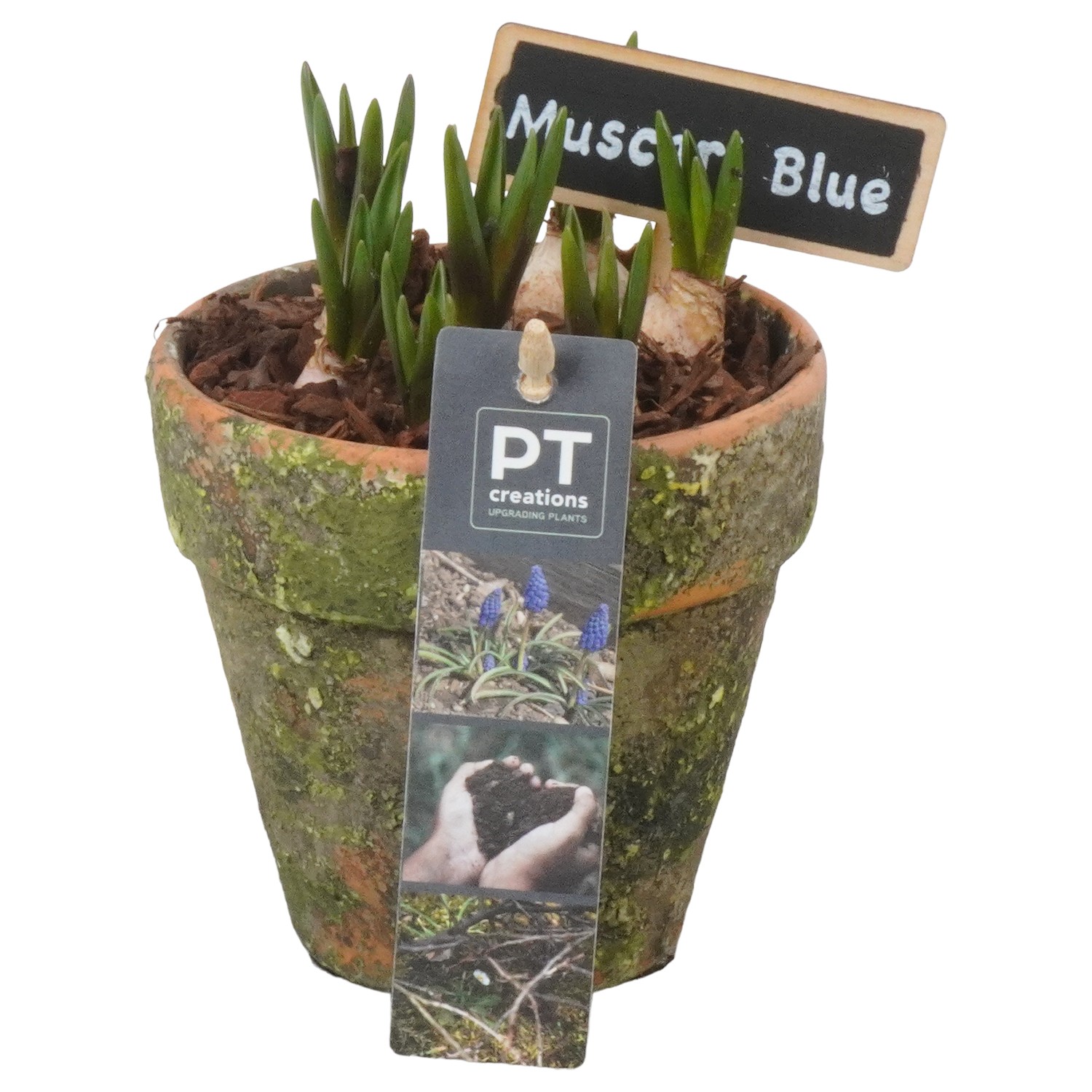 Picture of PTMB1059 Arrangement Muscari in terracotta pot P10 17cm