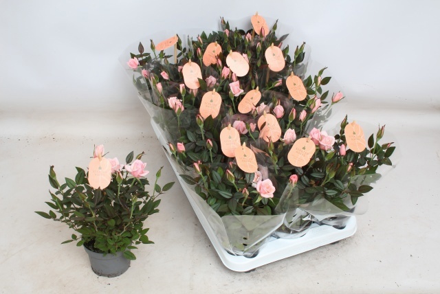Ro Rosaroma Pink
