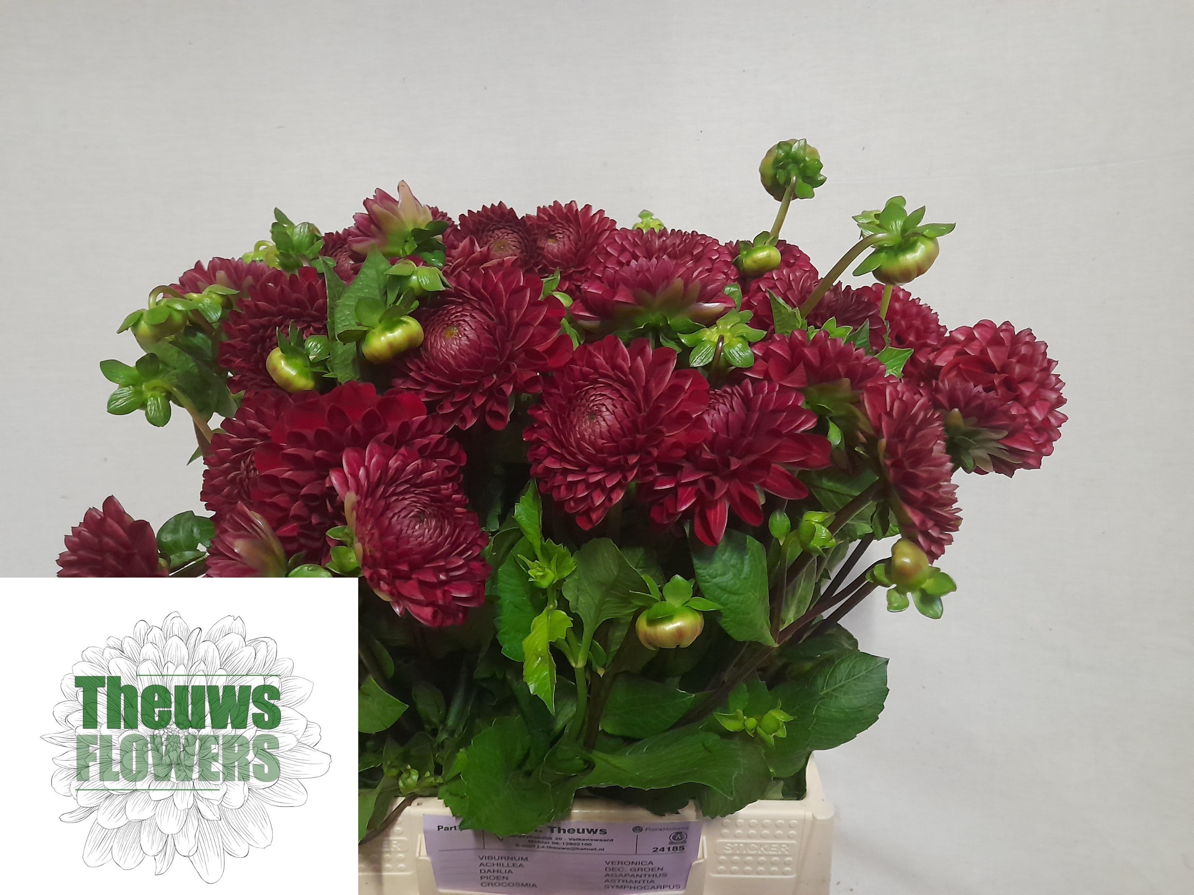 Dahlia Cornel 50cm