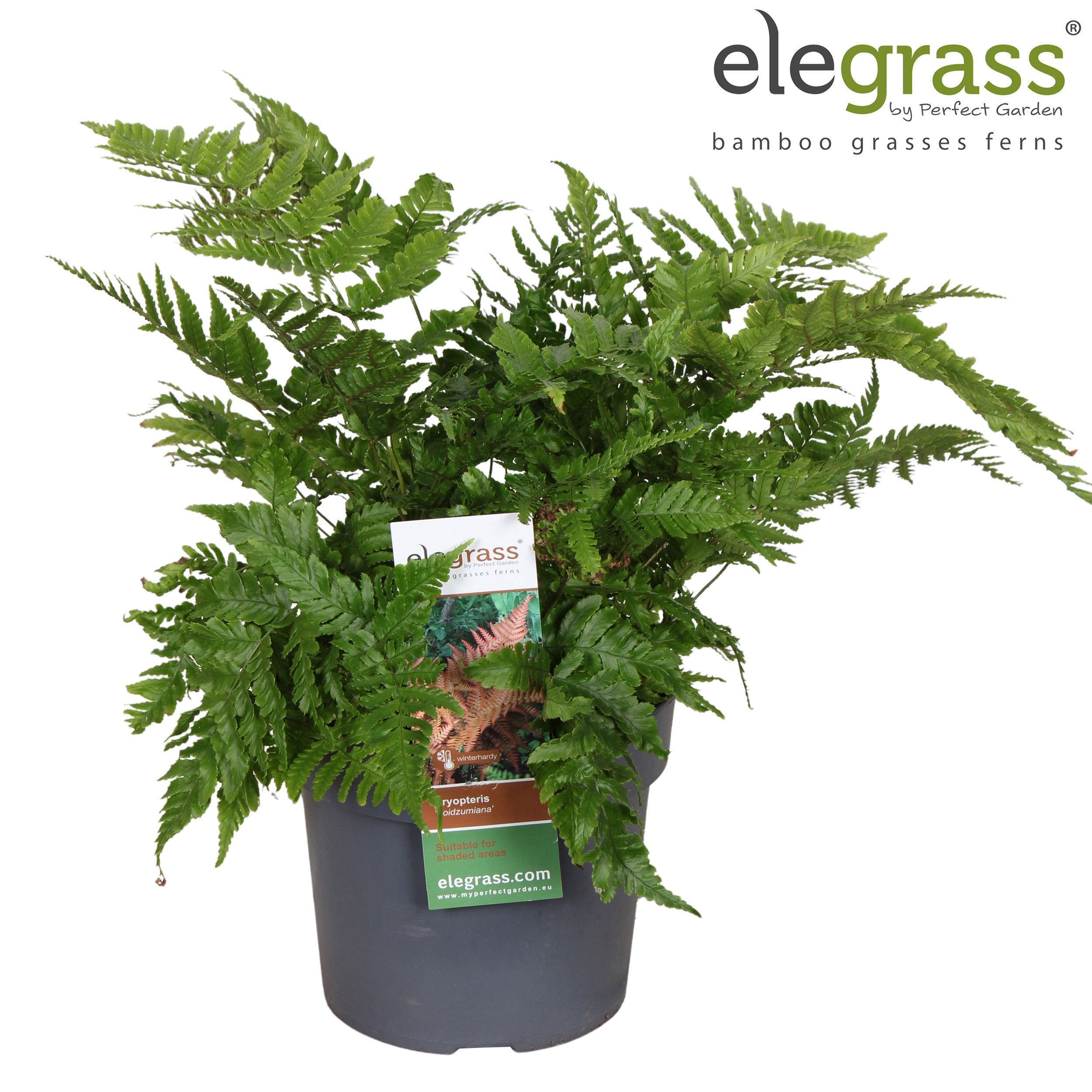 Dryopteris 'Koidzumiana'