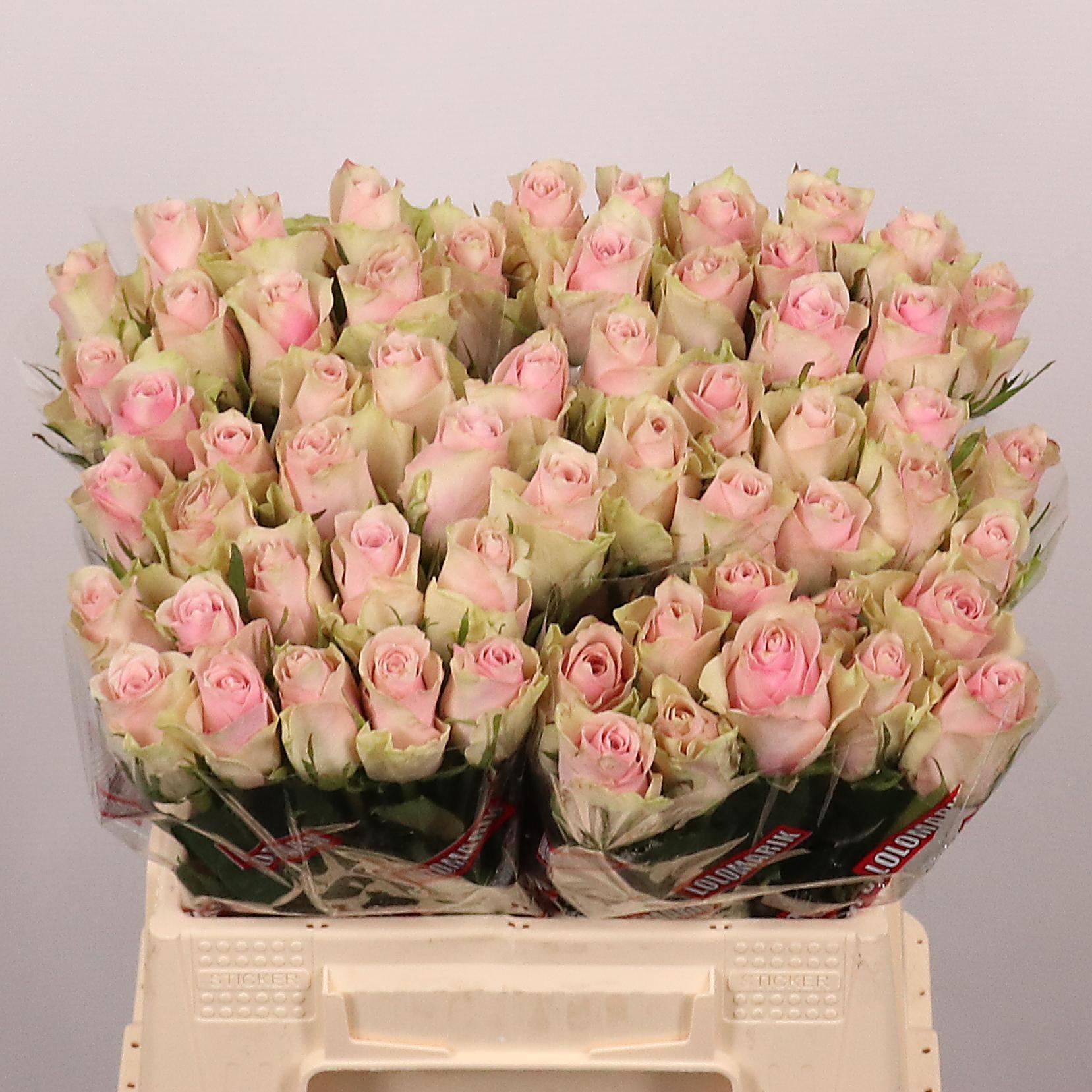 R Gr Pink Athena