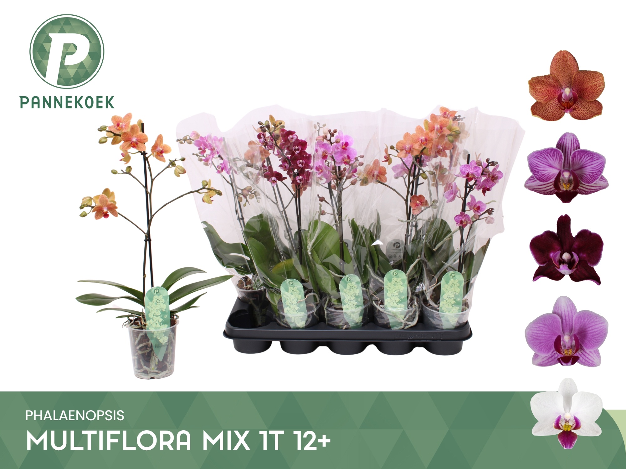 Phal Mf Gem 5 Kl 12P 50H 1TAK 12bloem 23bloei