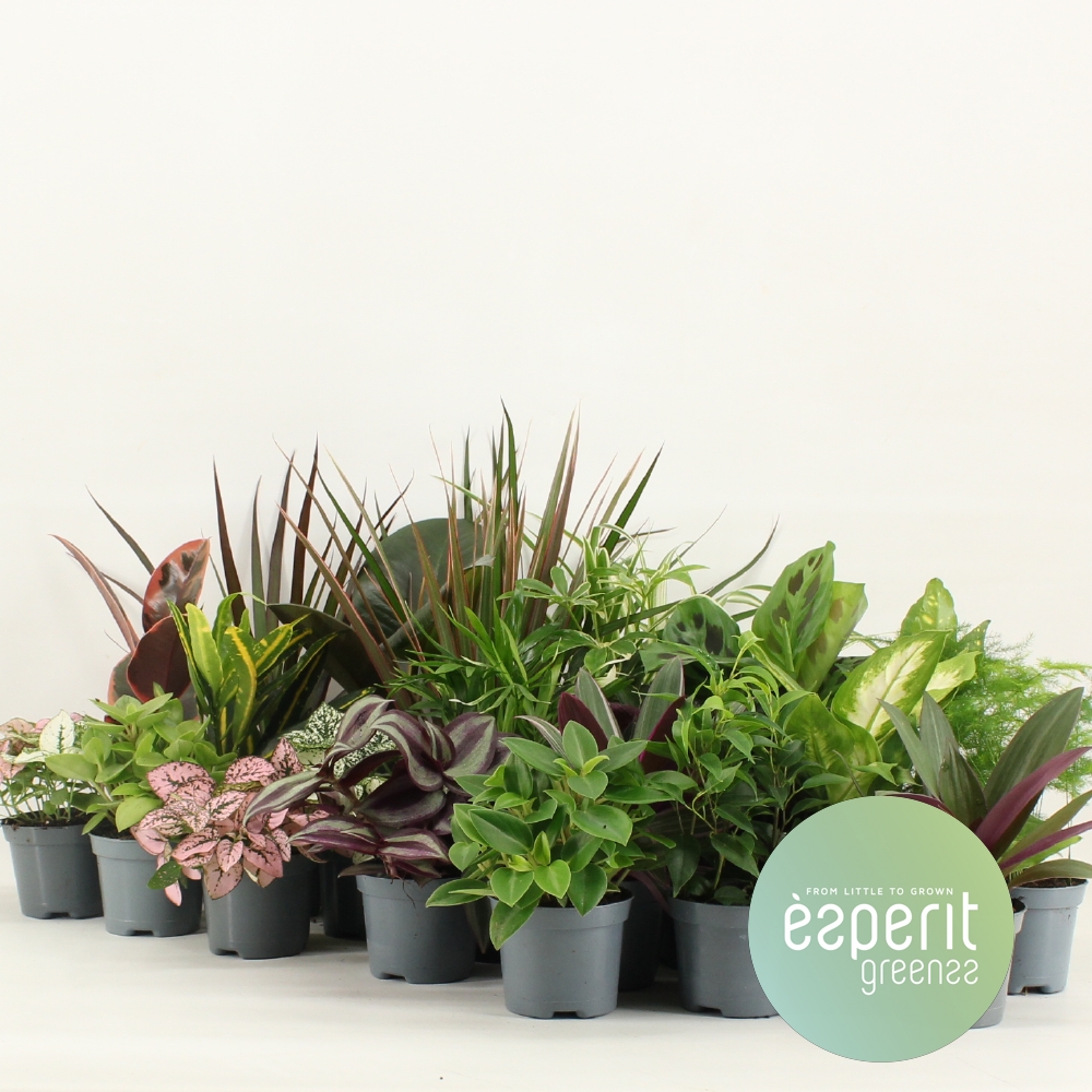 Picture of Houseplants Greenss varieties P8.5 10CM