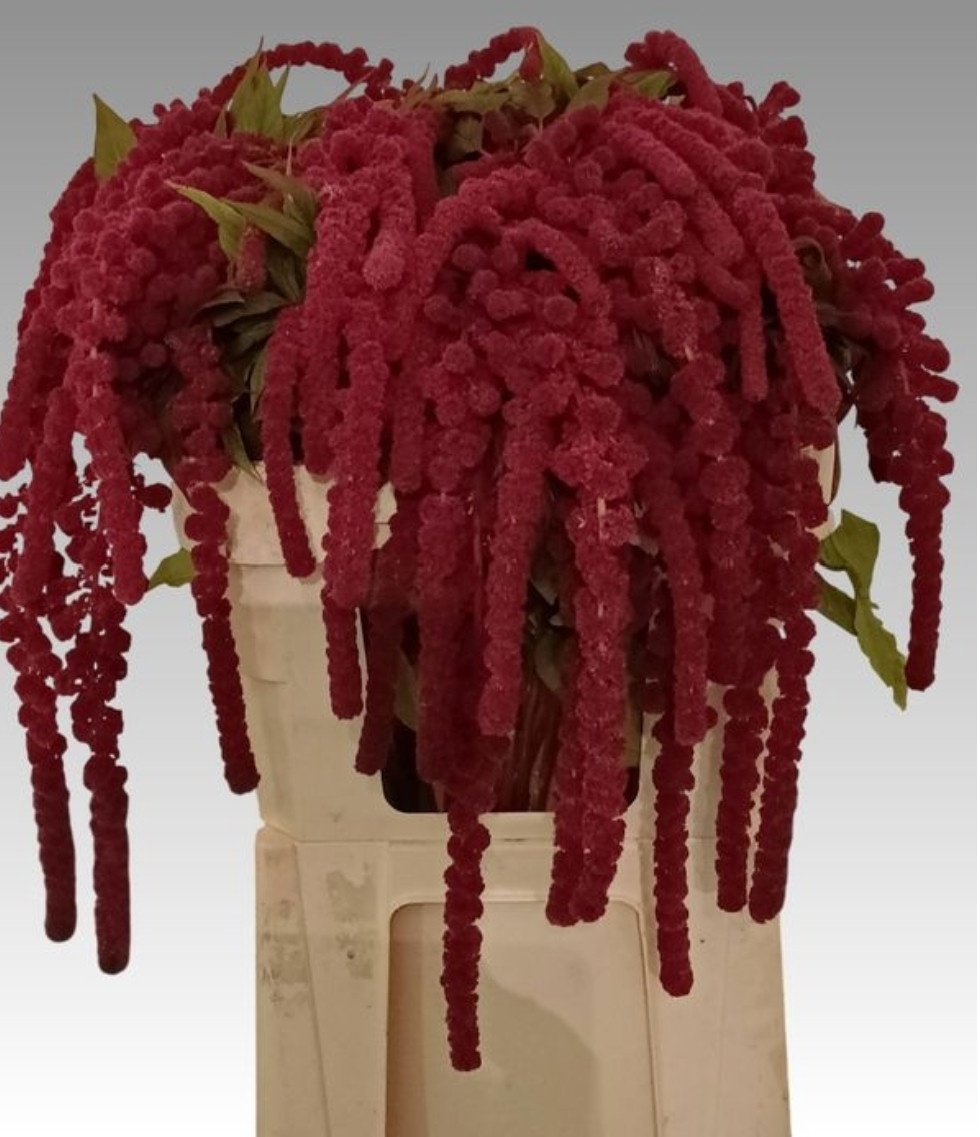 Amaranthus Hang Rosary 70cm
