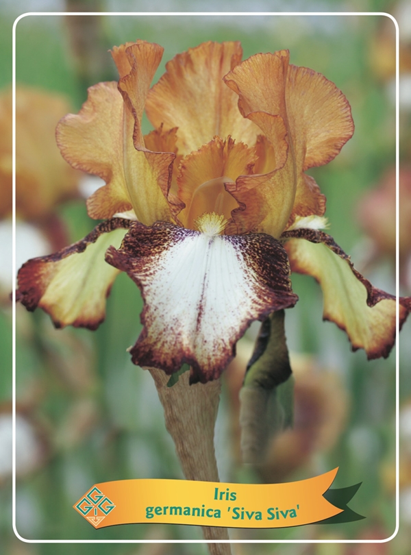 Picture of Iris germanica Mix 6x10 srt. per shelve P11