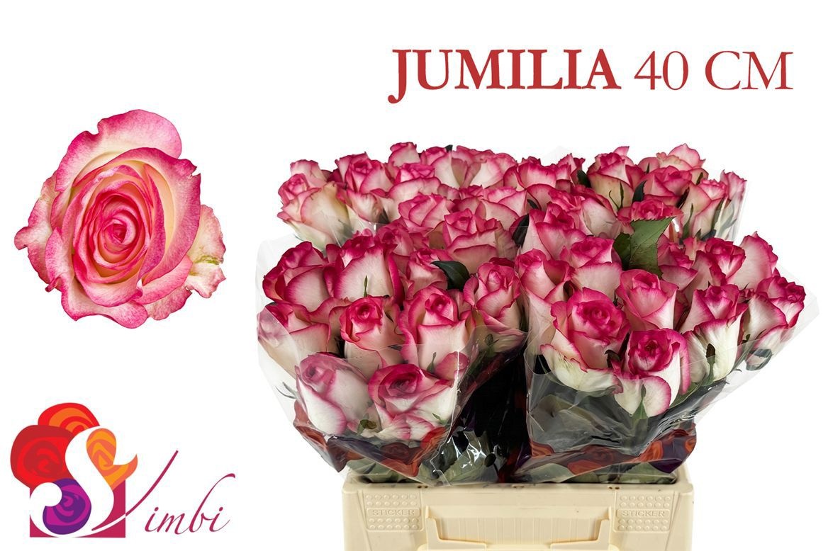 R Gr Jumilia