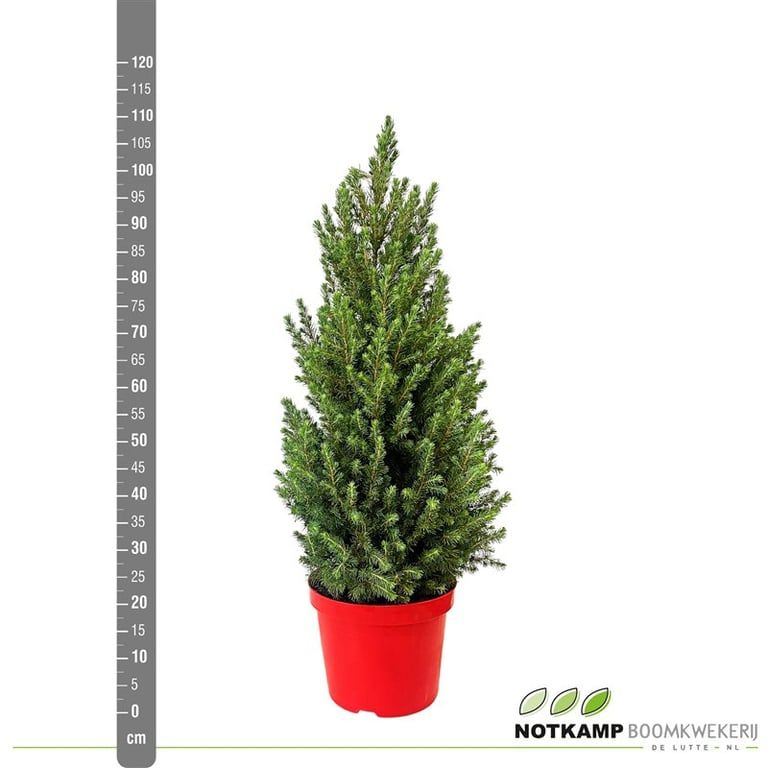 Picea gl. 'Conica' Rood ( )