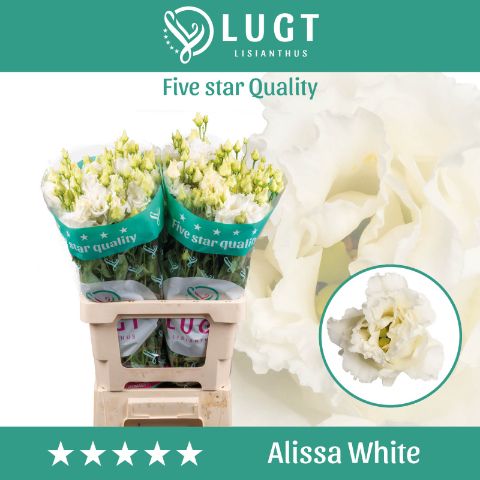 Eus G Alissa White