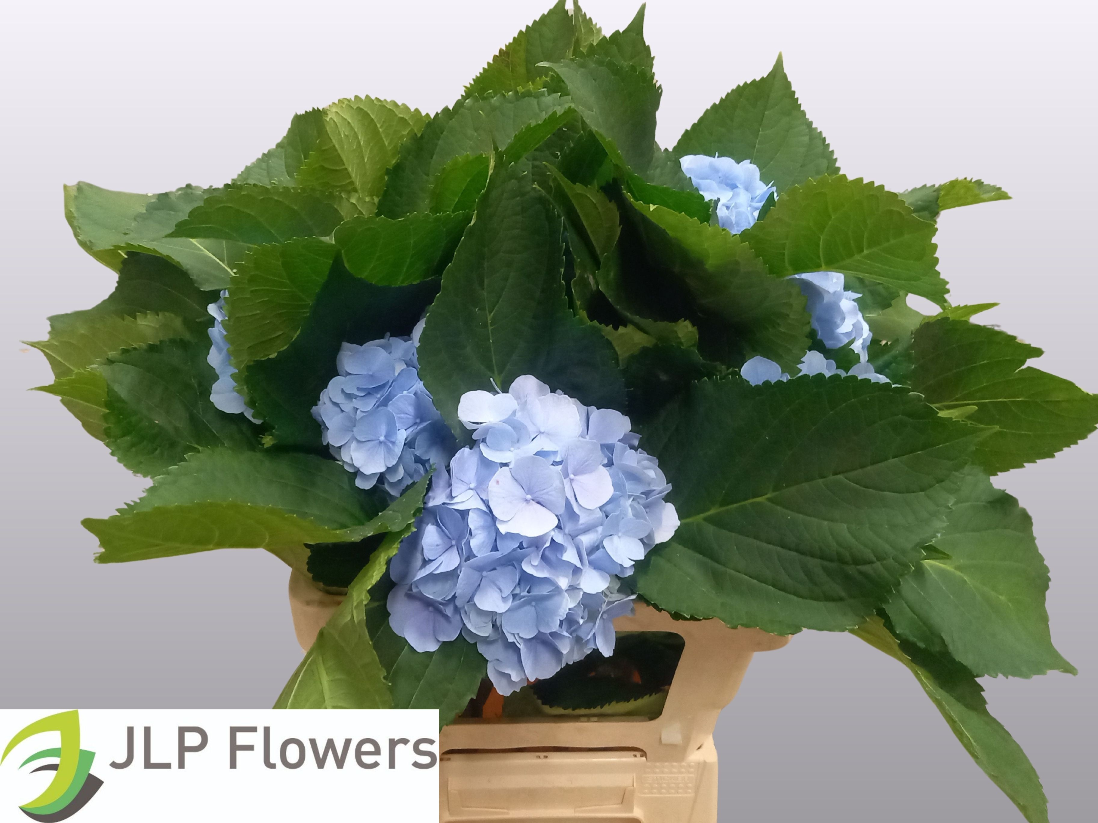 Hydrangea Verena Blue 60cm 15Ø