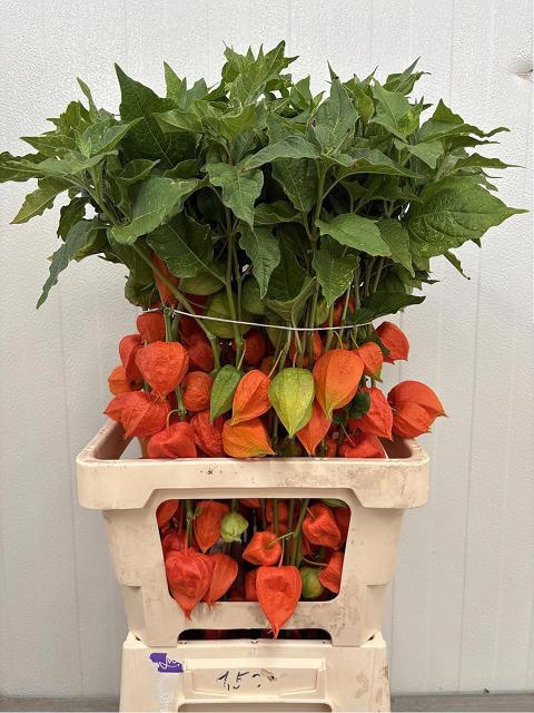 Physalis Lampion Tak