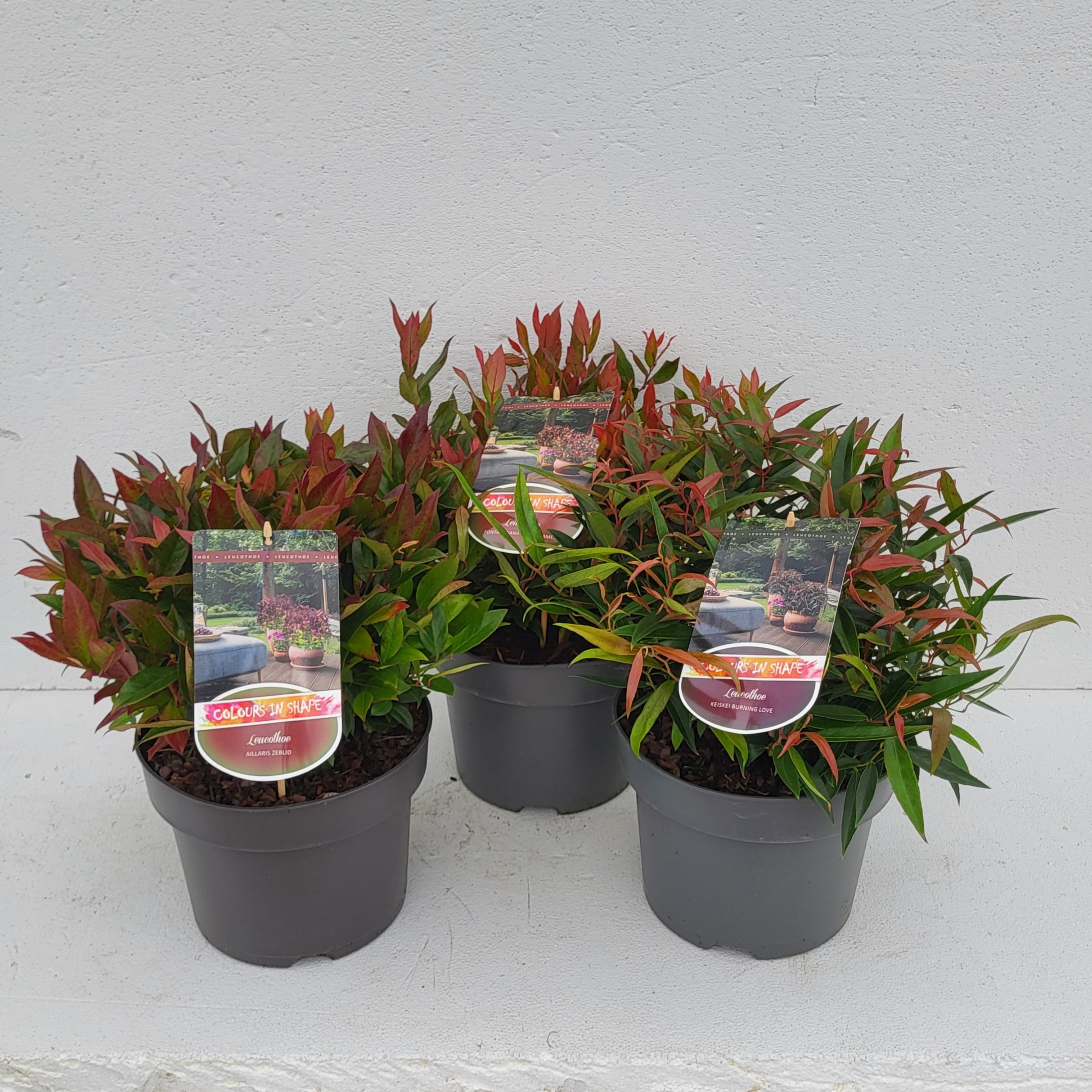 Picture of Leucothoe in varieties P23 (5 Ltr)