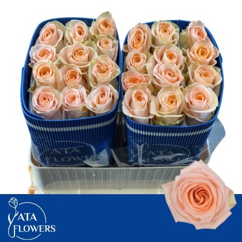 Rosa Tiffany 70cm