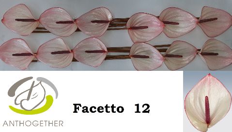 Anthurium Facetto 13Ø