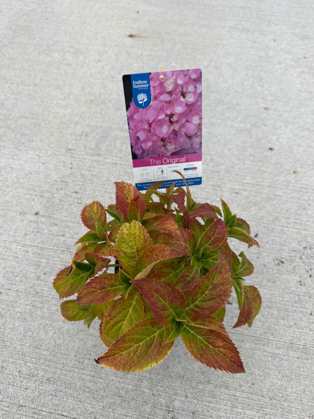 Hydrangea macrophylla Endless Summer The Original Pink