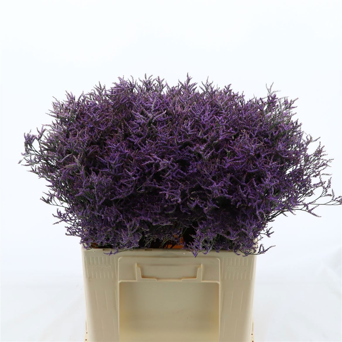 Limonium Dark Blue 60cm 30gram