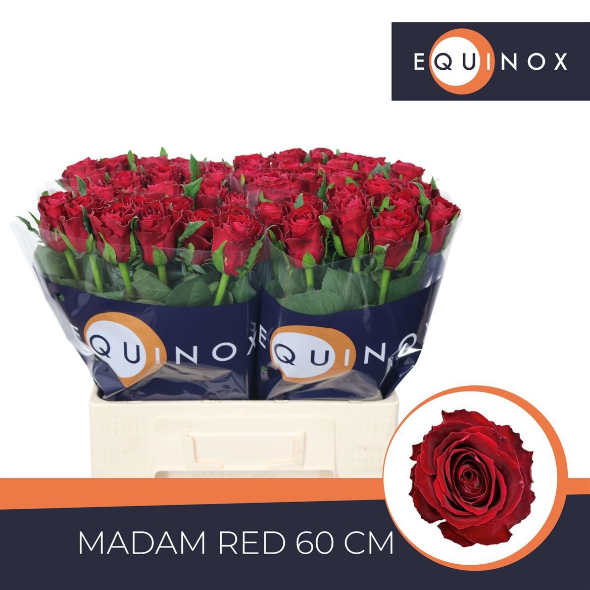 R Gr Madam Red
