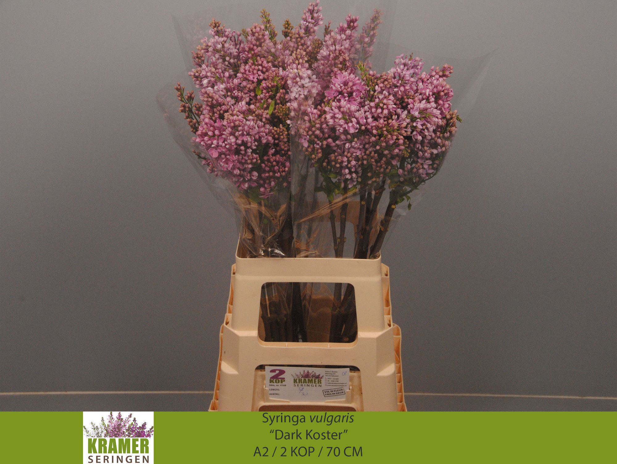 Lilac Dark Koster 70cm 2