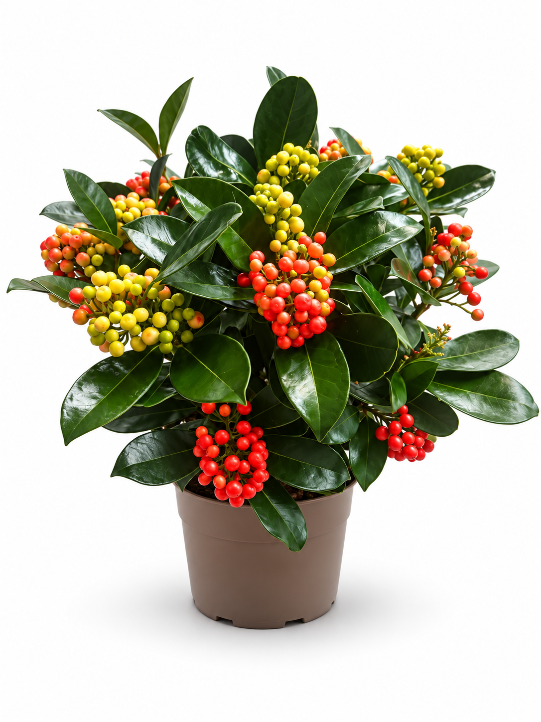 Skimmia jap. 'Veitchii'