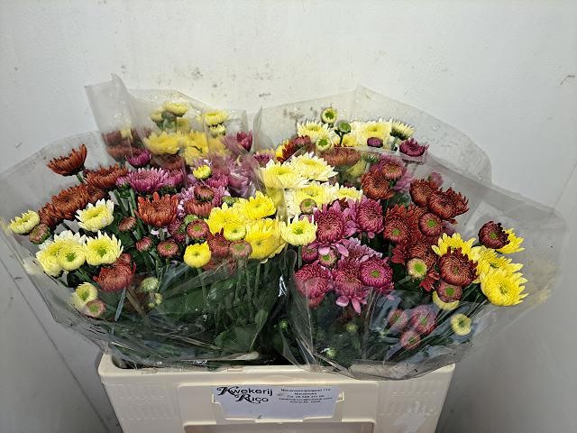 Chrys Spray Mixed In Box 110gram