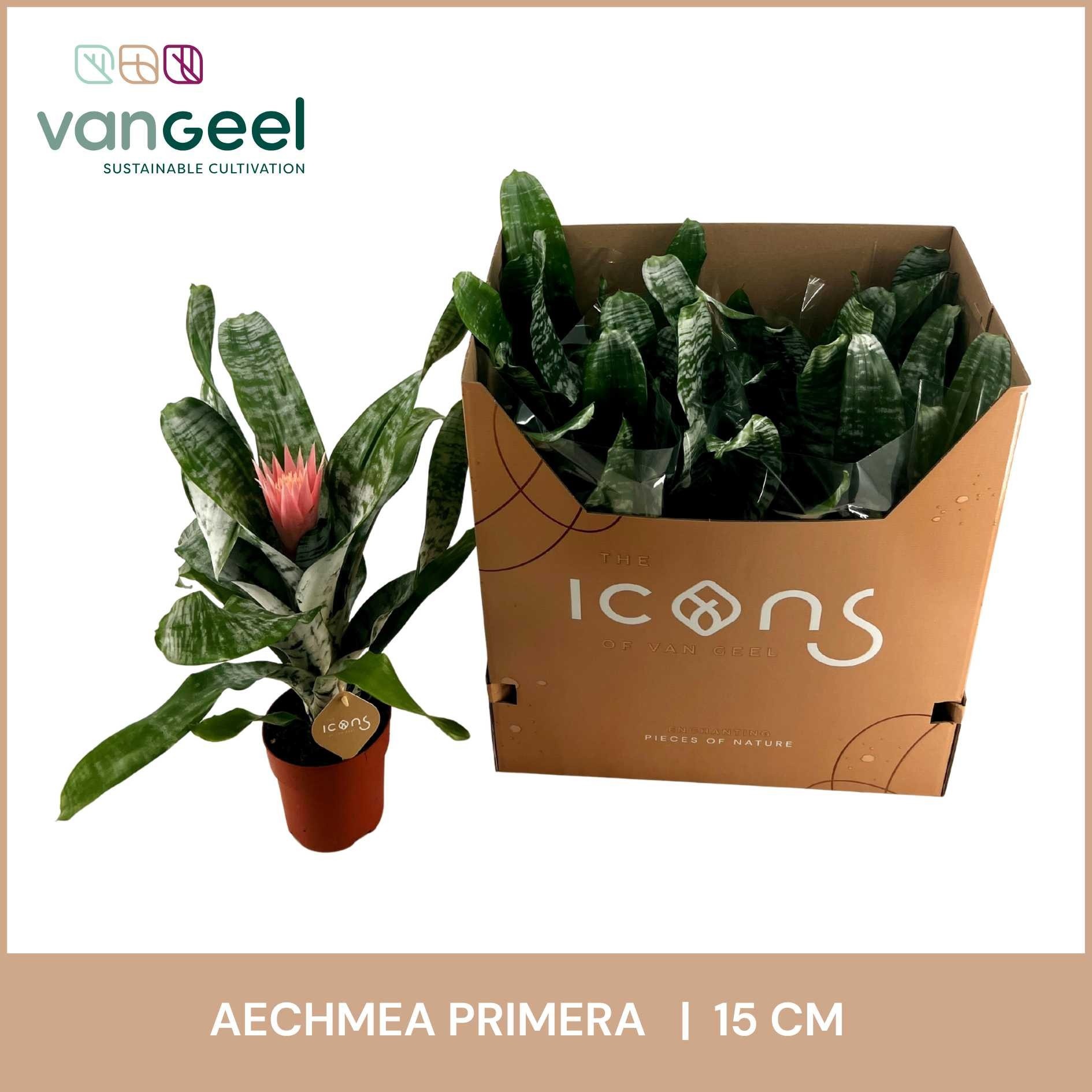 Aechmea fasciata 'Primera' - Kokerbromelia