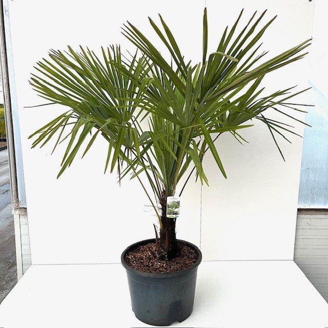 Picture of Trachycarpus fortunei C35 140-160