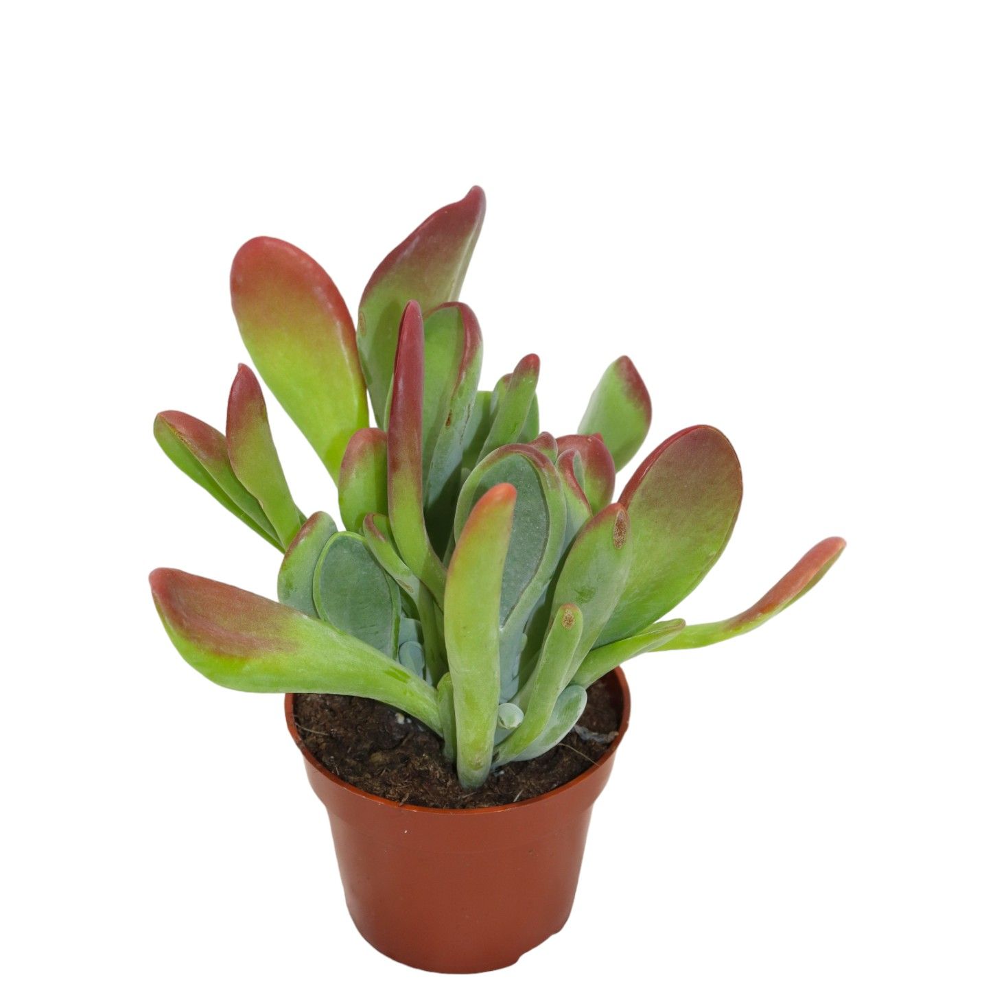 Picture of Kalanchoe Oricula (red) P8 18cm