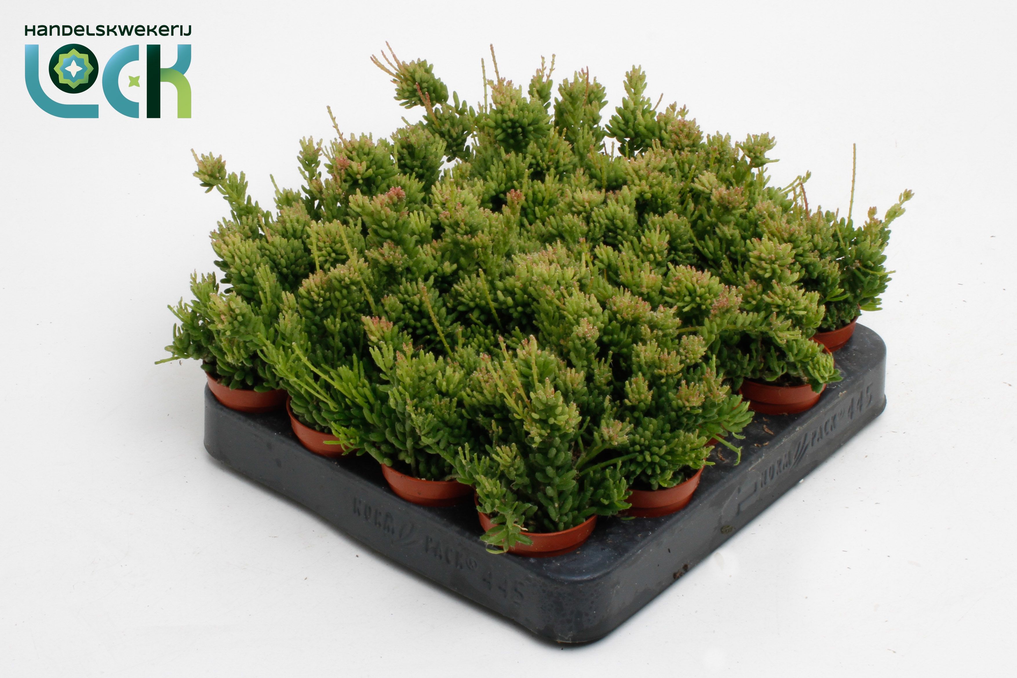 Rhipsalis Mesembryan 505Ø 10cm