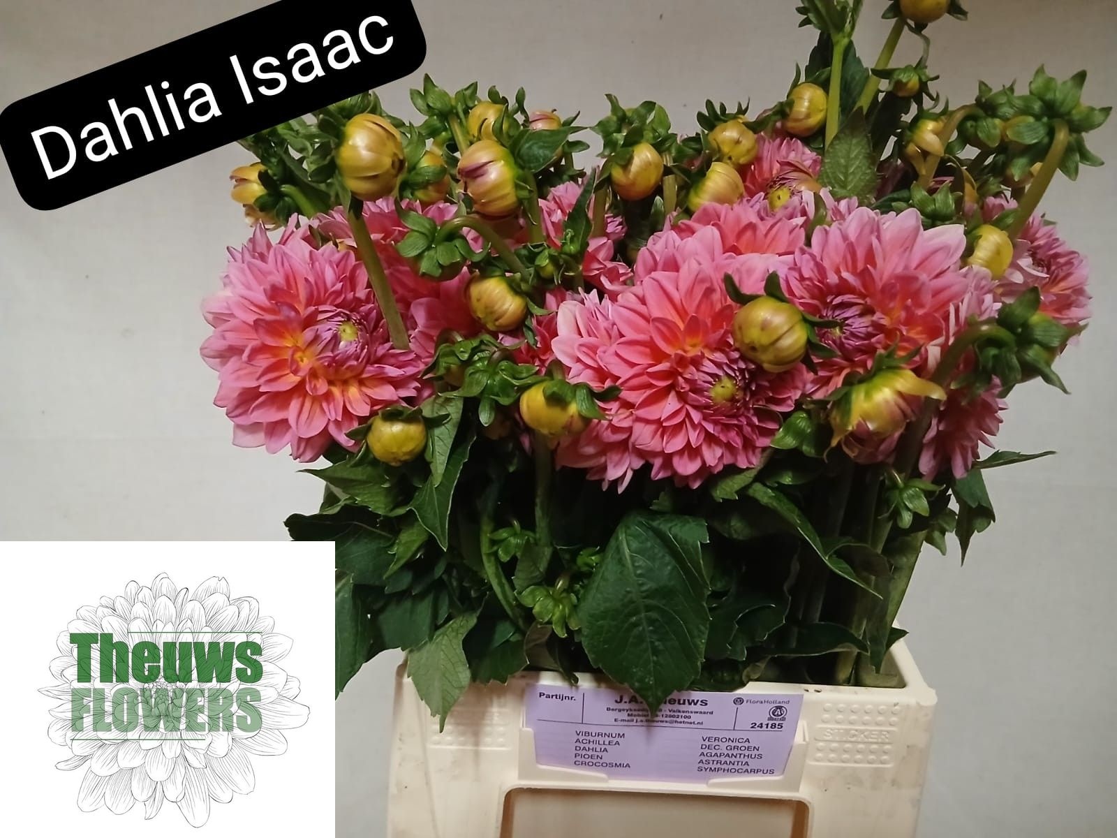 Dahlia 50cm