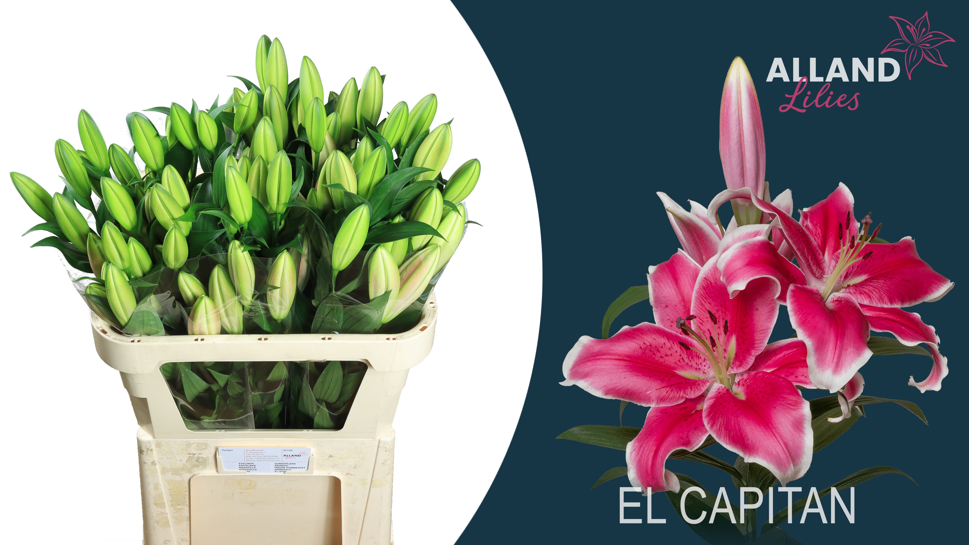 Lilium Ot El Capitan 75cm 3/5bl