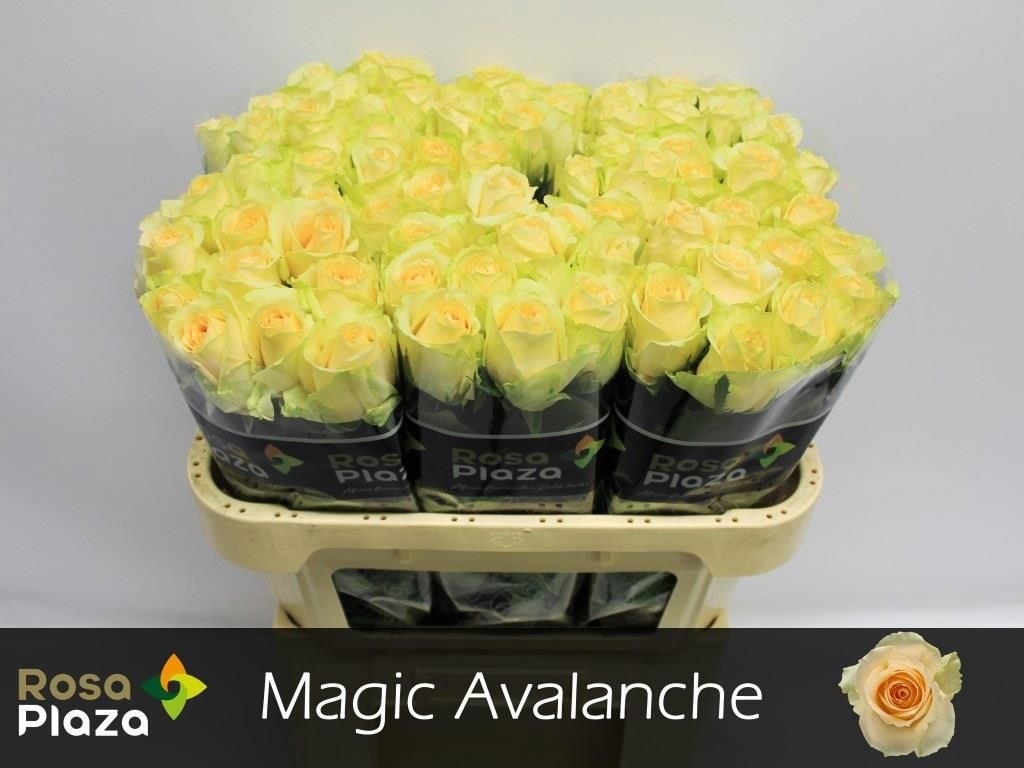 Rosa Mag Avalanche+ 70cm