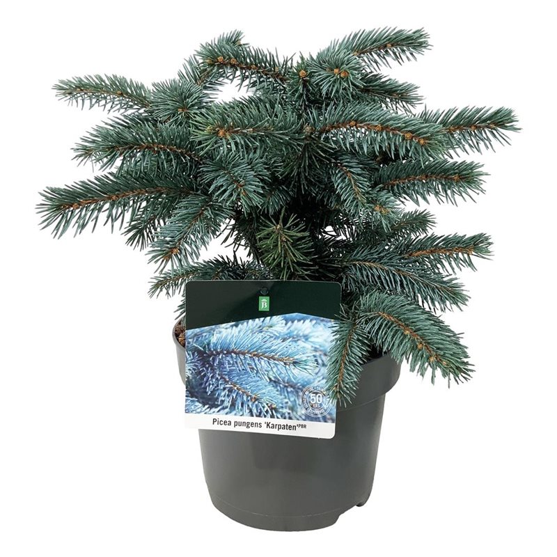 Picture of Picea pung. 'Karpaten' -R-