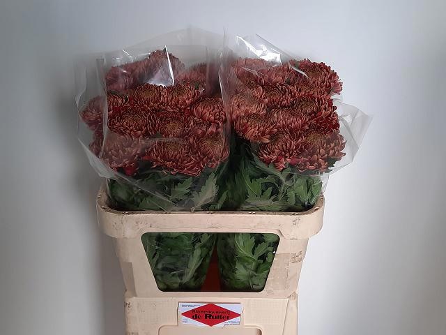 Chr G Bislet Red 80cm 70gram