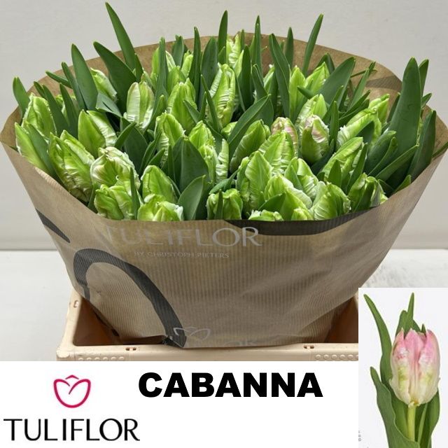 Tu Pa Cabanna