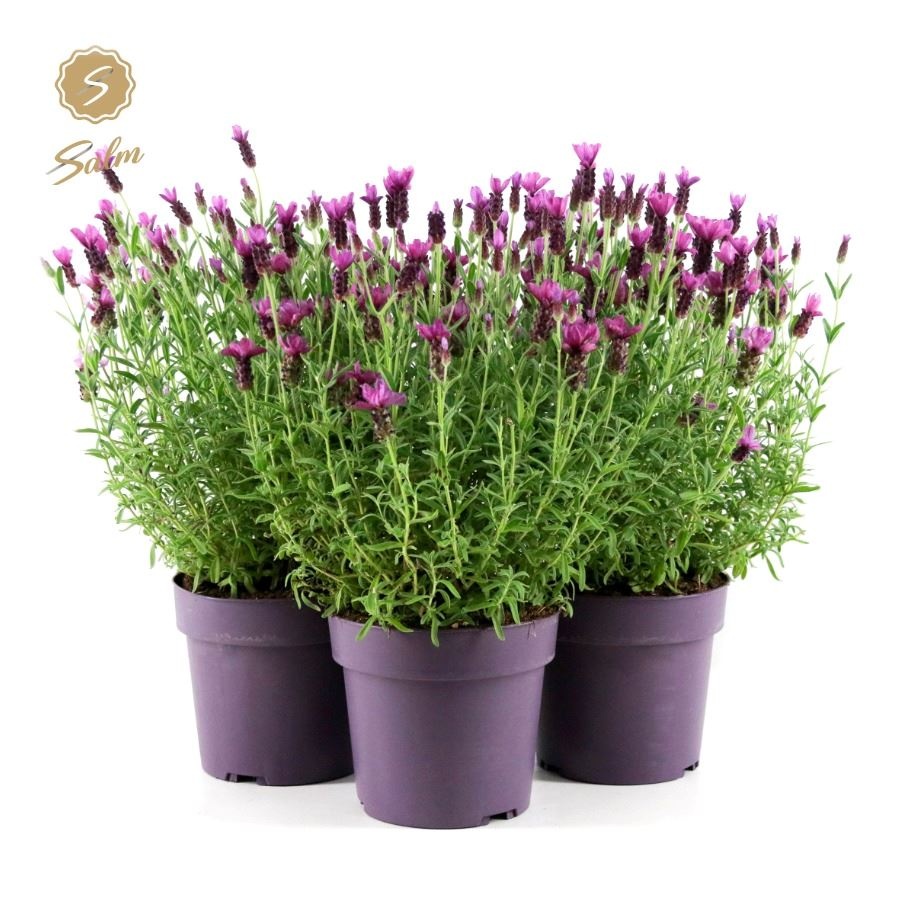 Picture of Lavandula st. 'Anouk'® Collection P19