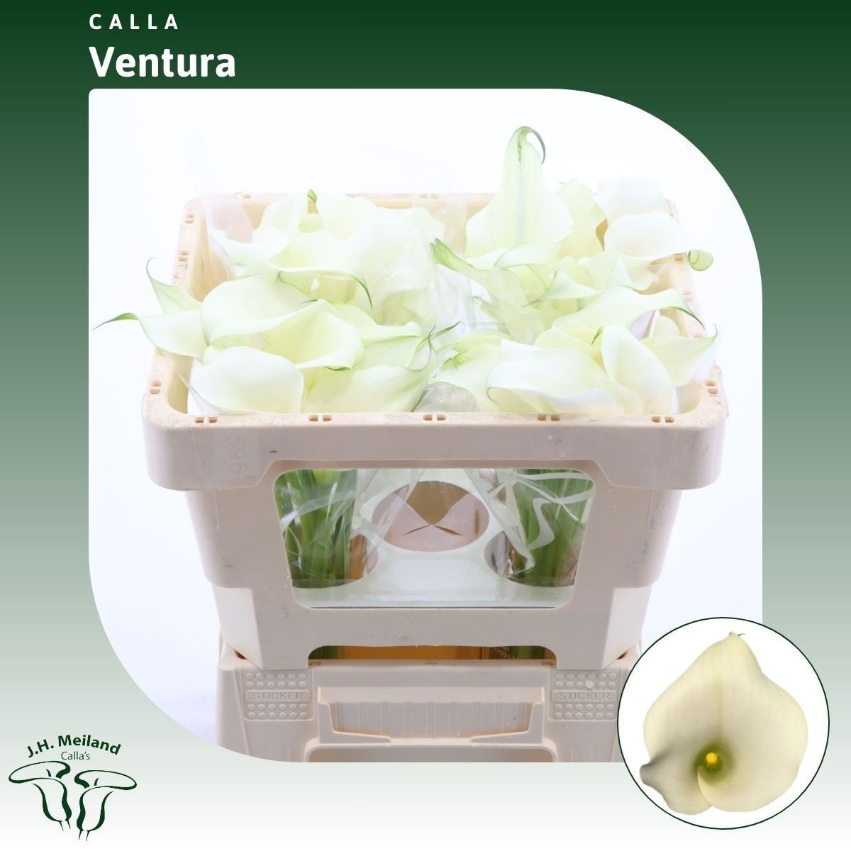 Calla Capt Ventura 45cm