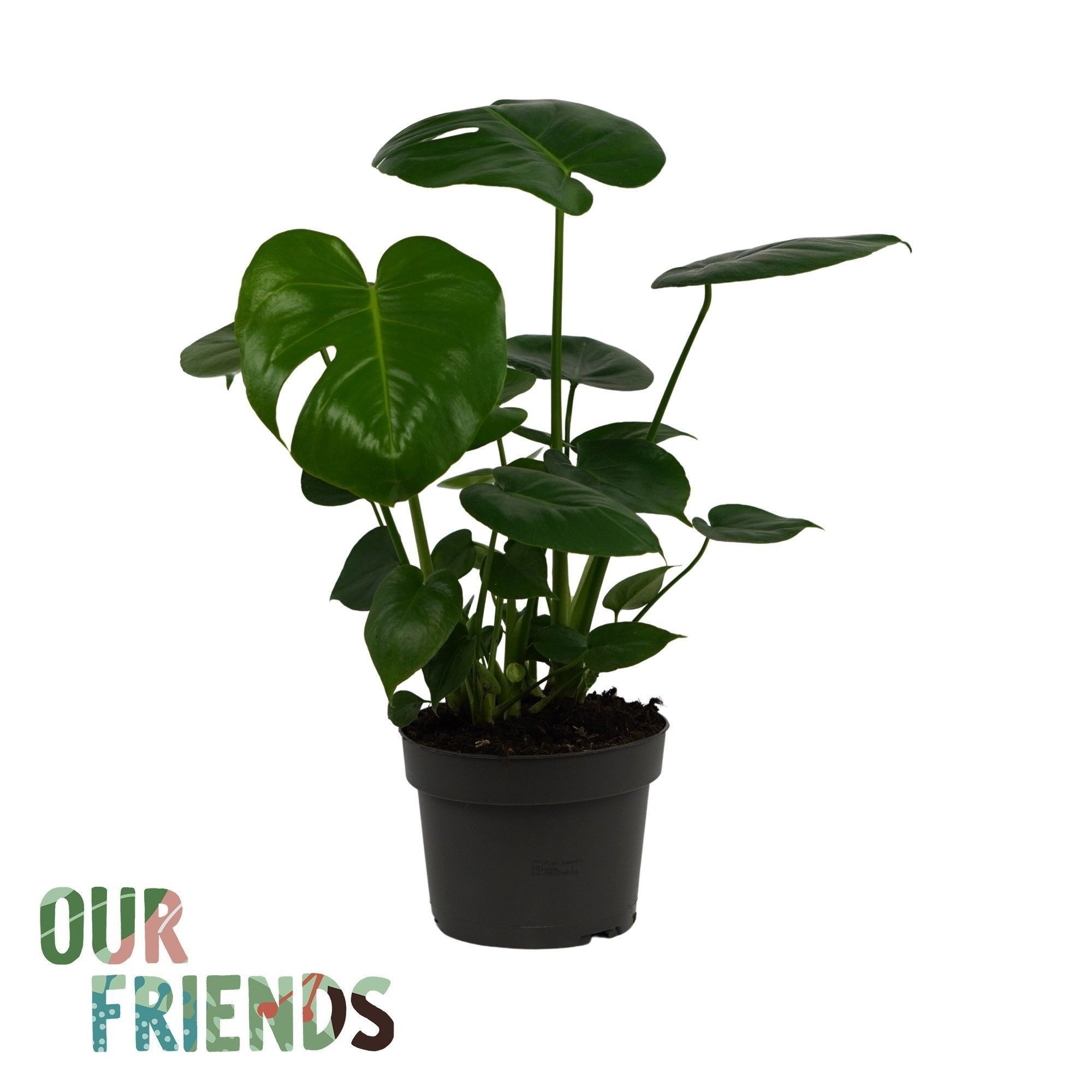 Monstera Deliciosa