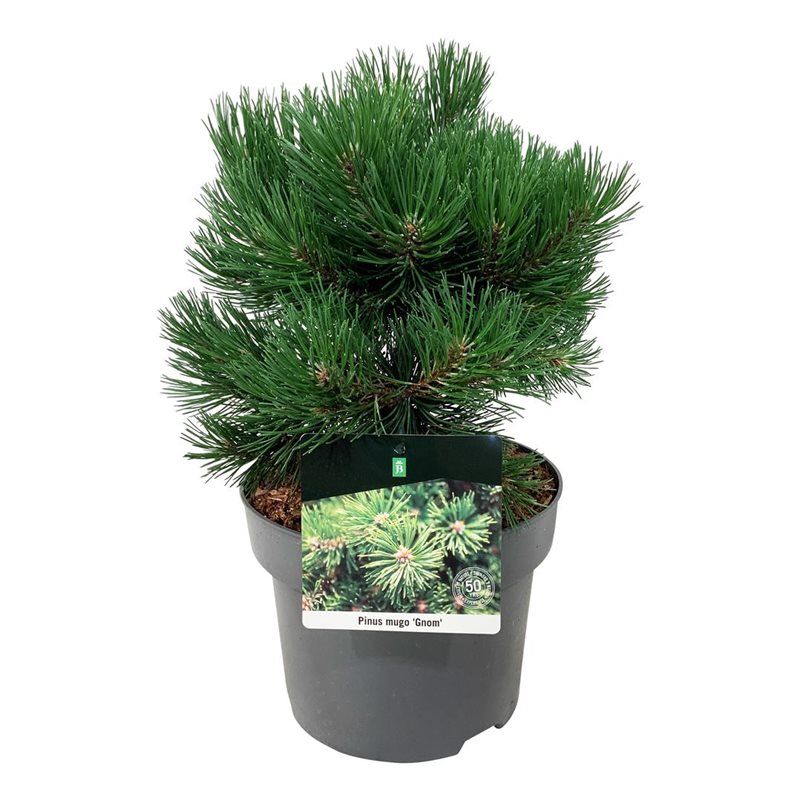 Picture of Pinus mugo 'Gnom'