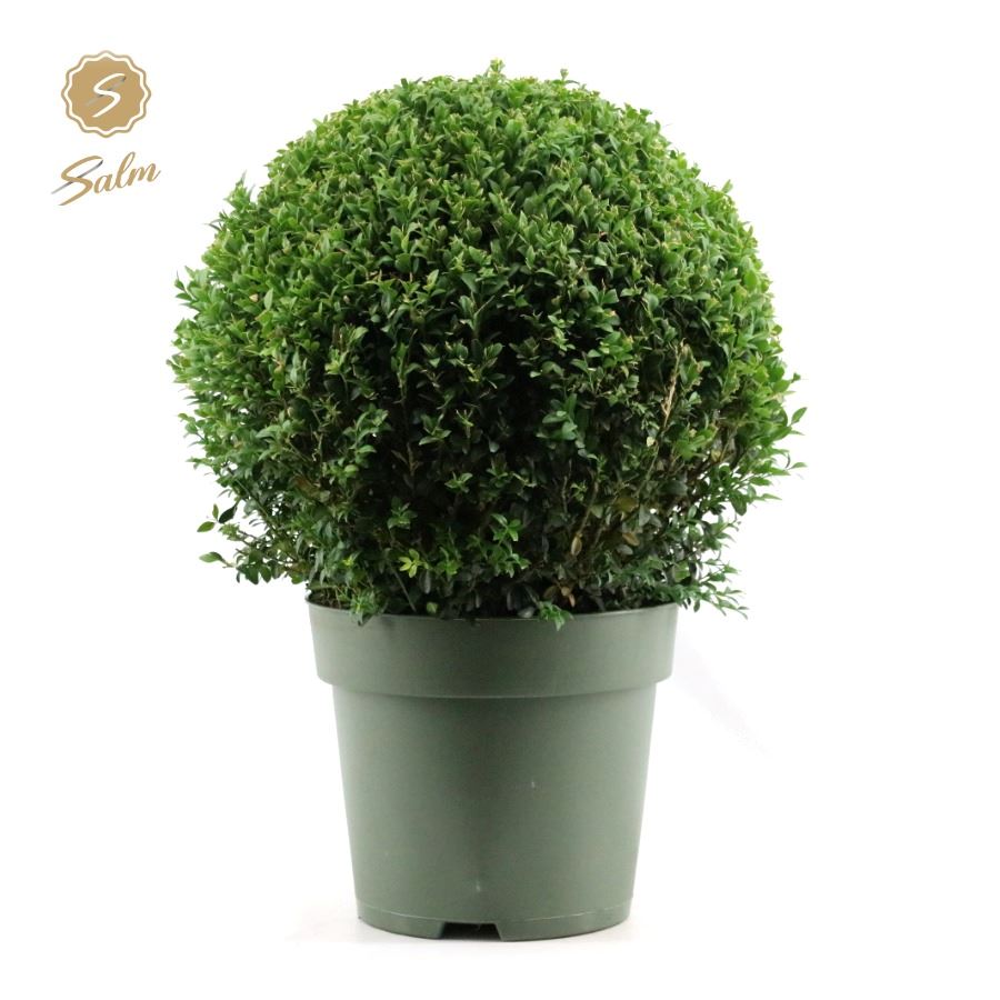 Picture of Buxus semp. Ball Ø40cm P27