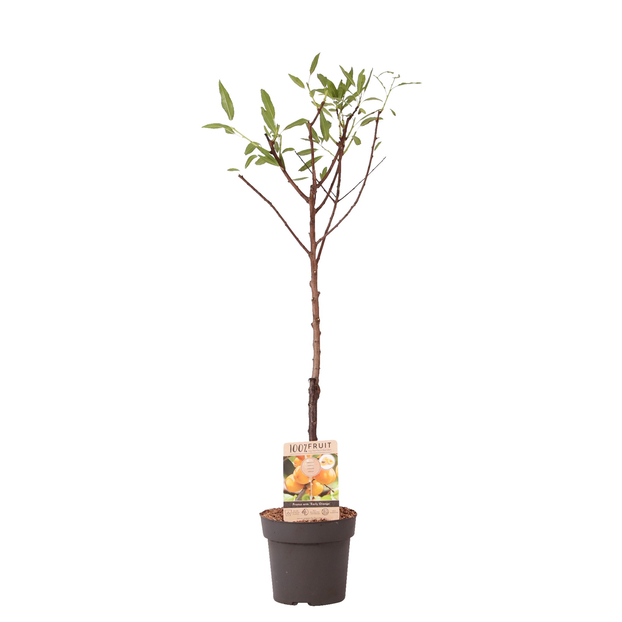 Picture of Prunus armeniac (apricot) P21 (4 Ltr) Patio-Trees