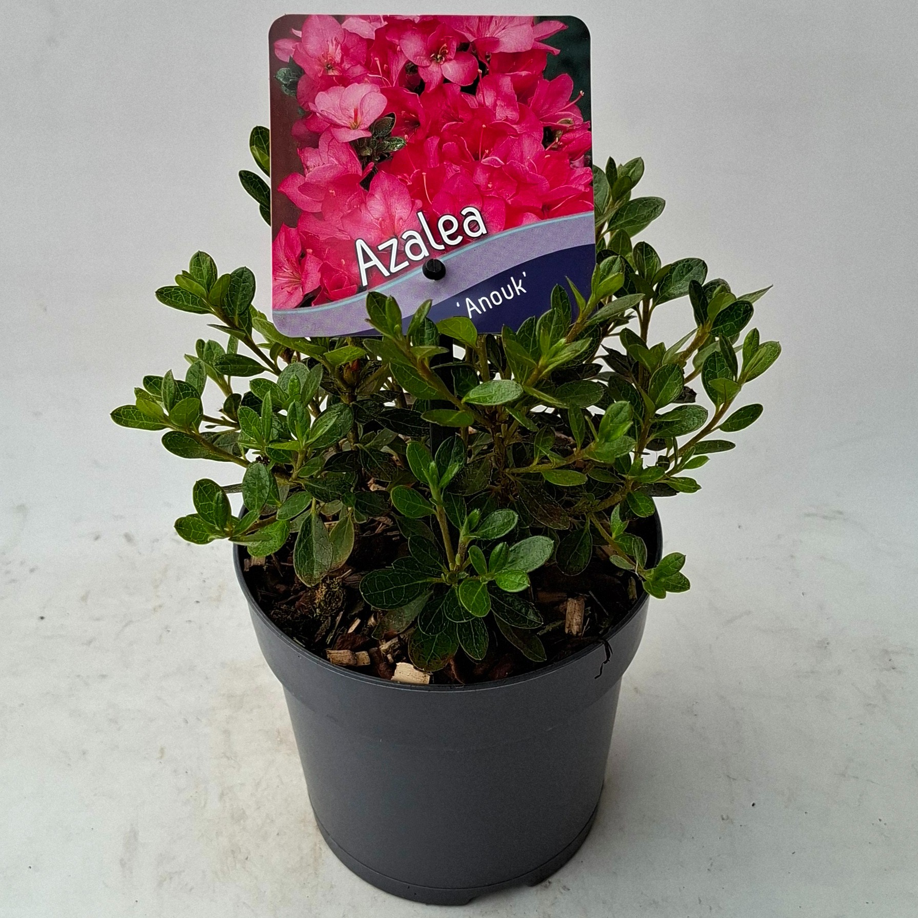 Picture of Rhododendron (AJ) 'Anouk'