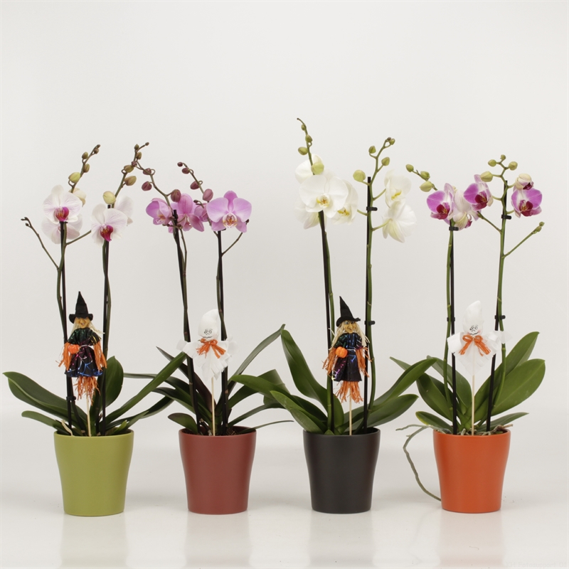 Picture of Phalaenopsis hybrid in autumn ceramic Halloween P12 55CM