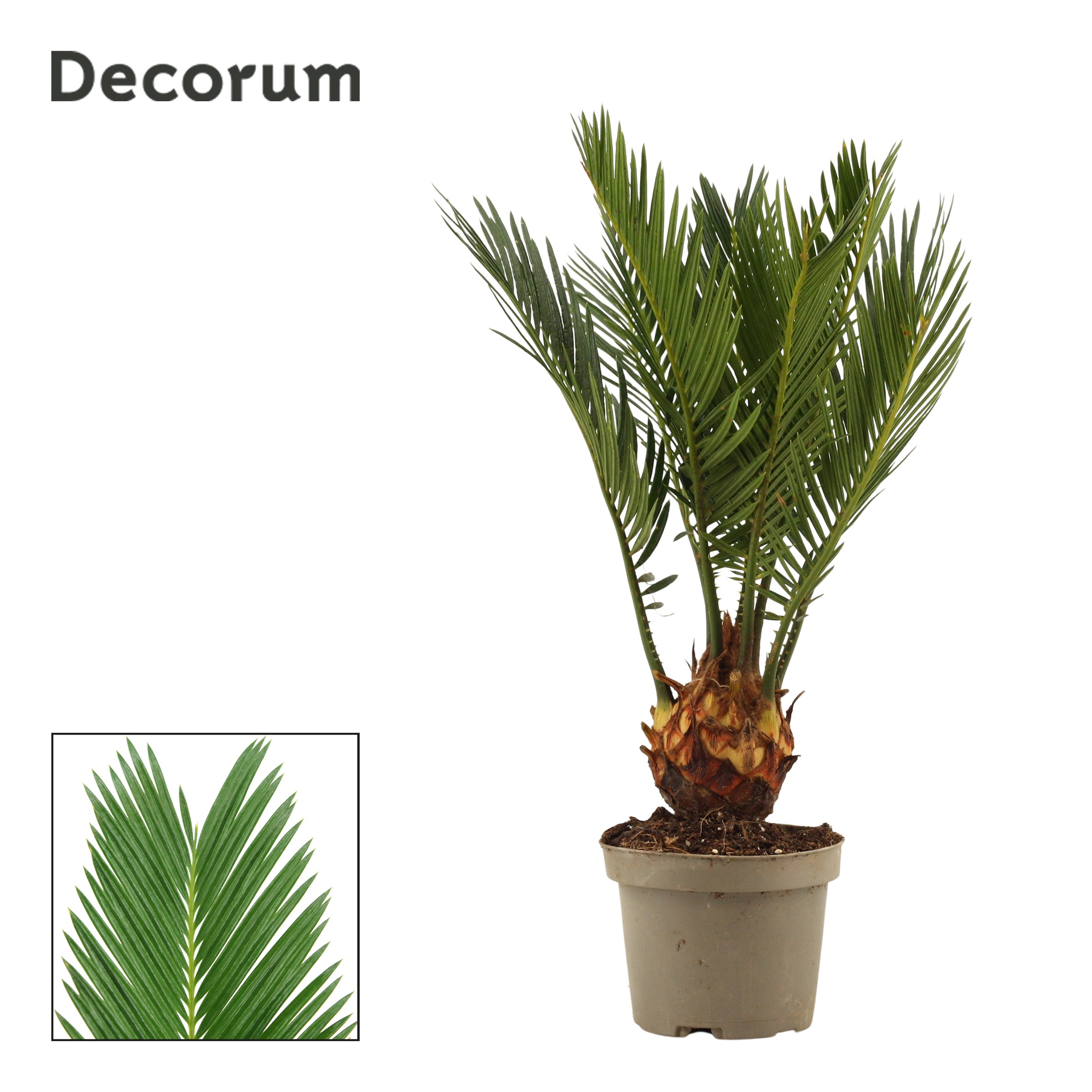 Cycas Revoluta Decorum, 4+ veren