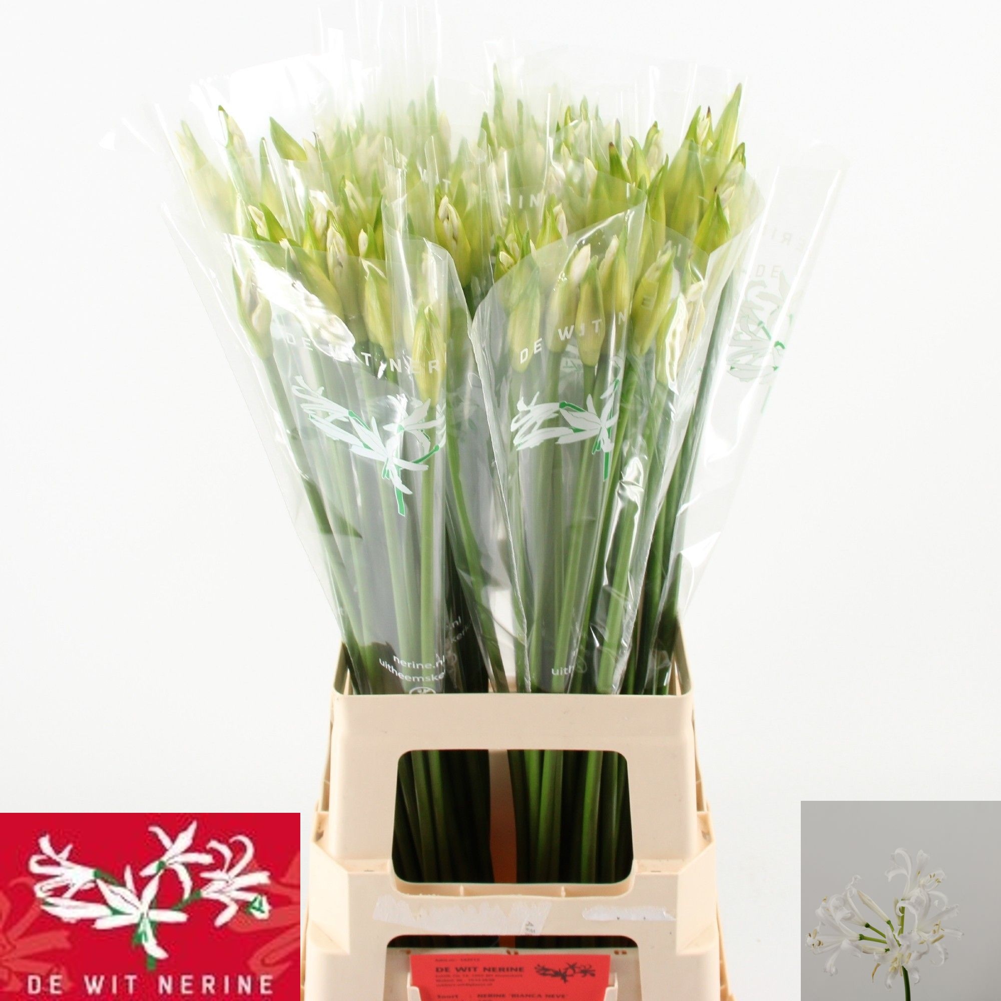 Nerine Biancaneve 70cm