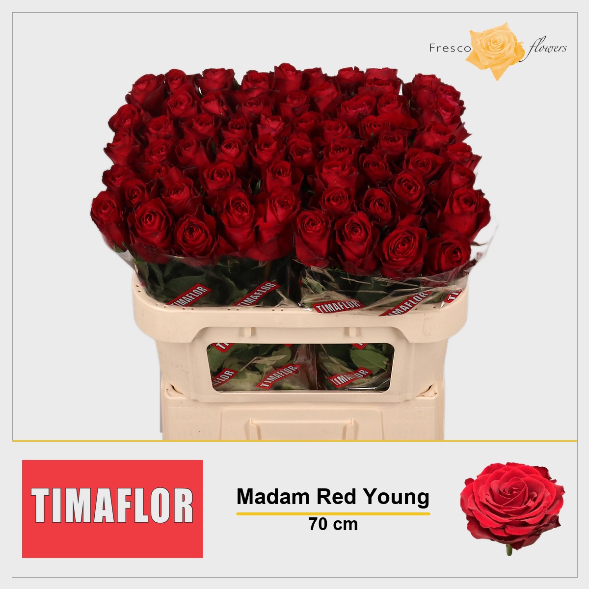 Rosa Madam Red 70cm