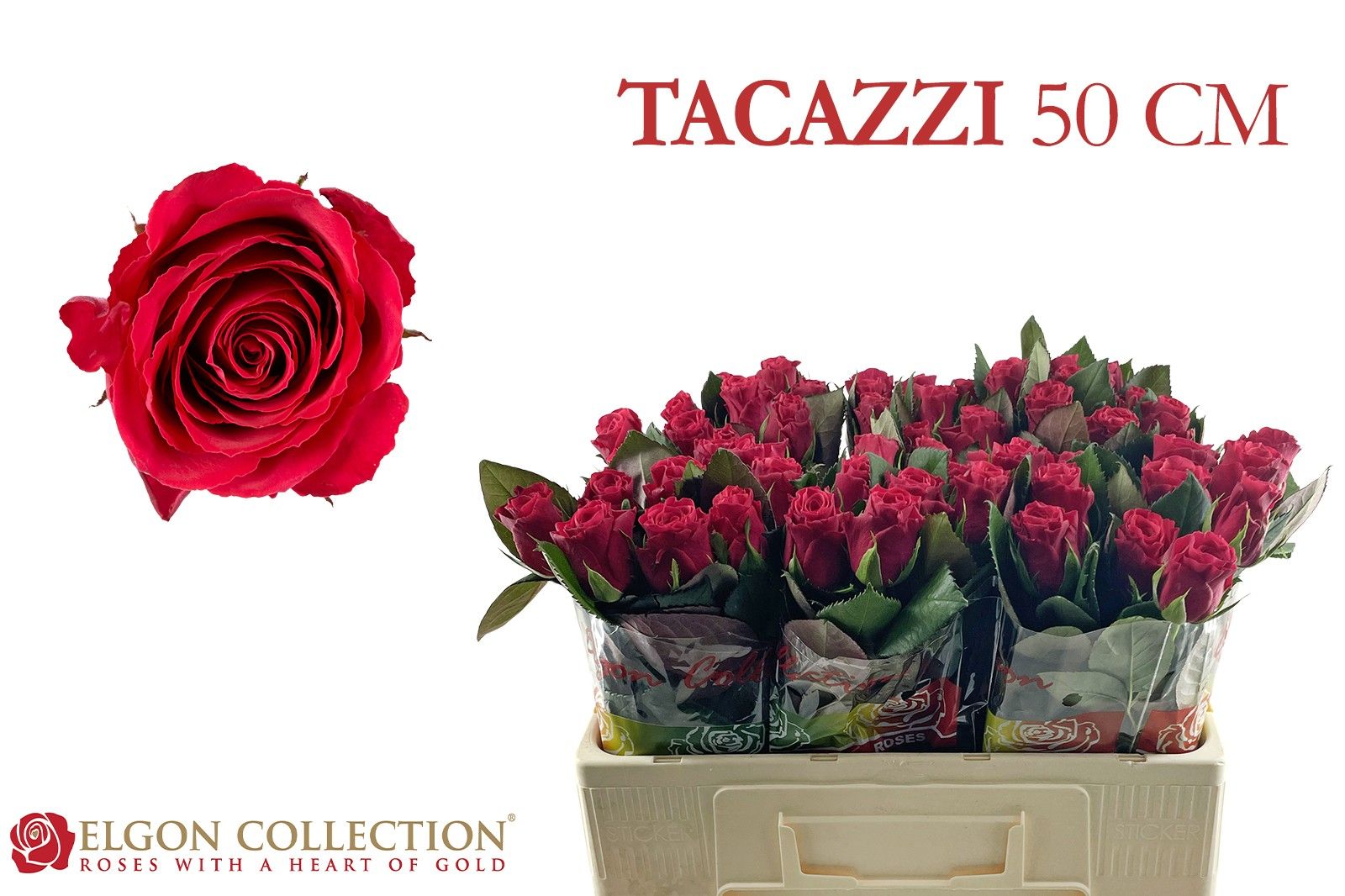 R Gr Tacazzi+