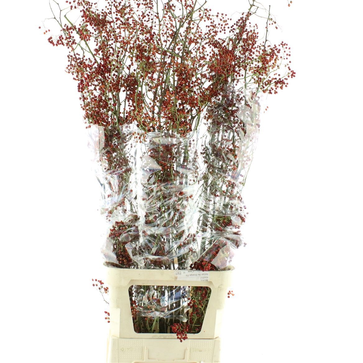 Rosehips Corallo 150cm