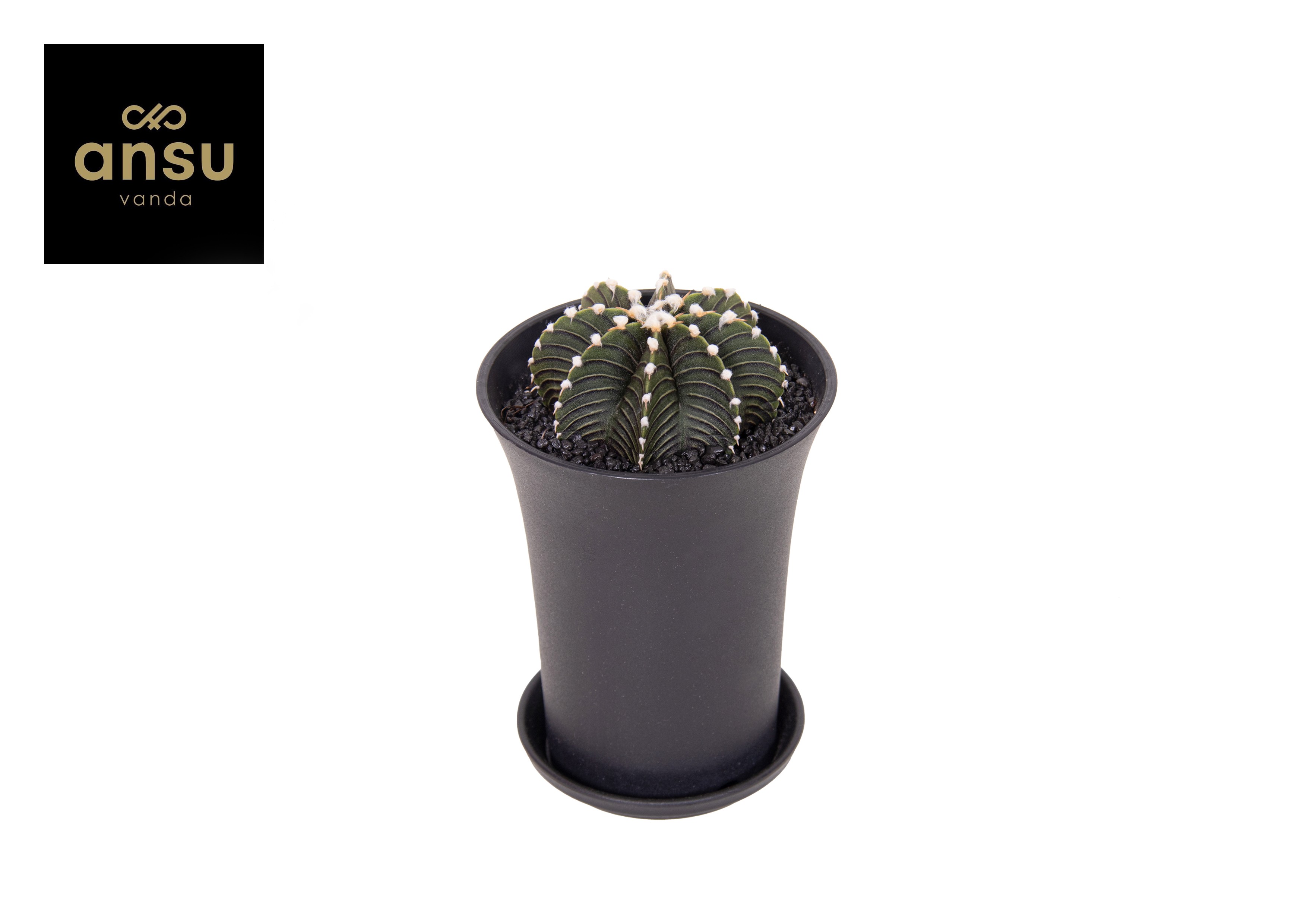 Picture of Gymno Cactus Black XL P10 14CM